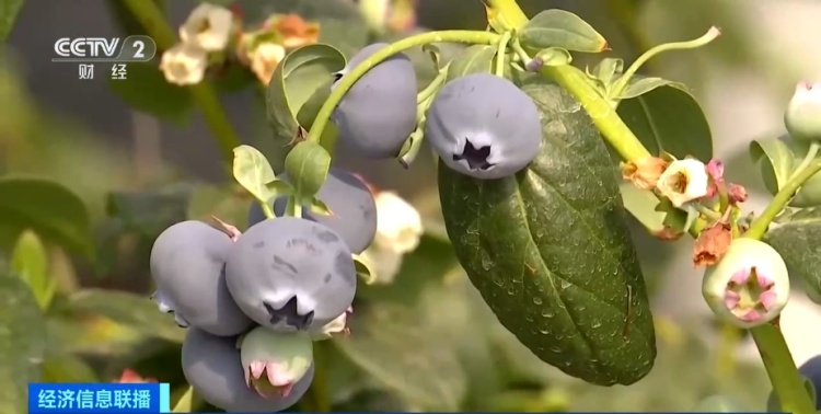 蓝莓价格“腰斩”！大量上市了