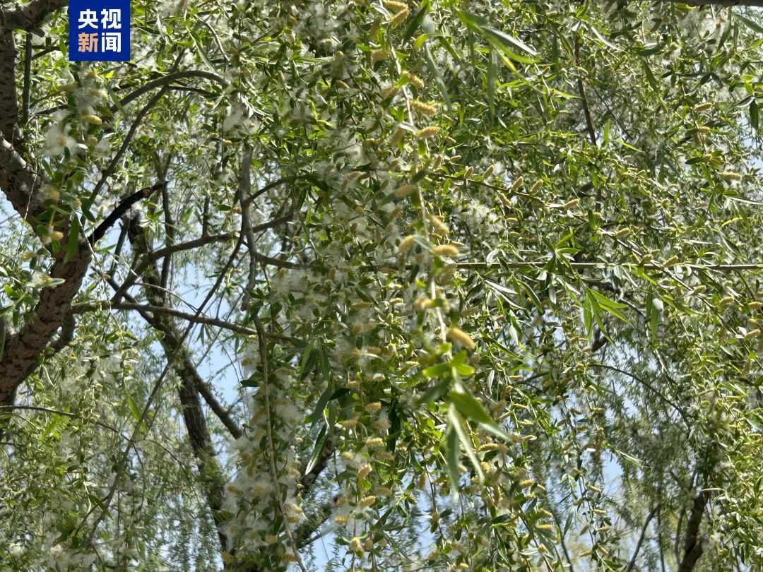 北京大风吹走的飞絮又来了？专家释疑