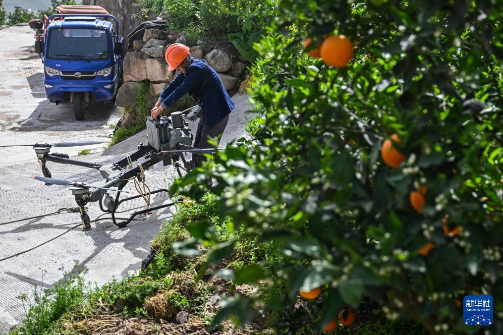 湖北秭归:脐橙“飞”上天 湖北秭归:脐橙“飞”上天