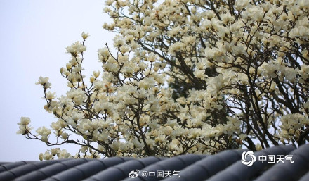 芬芳淡雅 辽宁锦州北普陀山玉兰绽放 芬芳淡雅 辽宁锦州北普陀山玉兰绽放