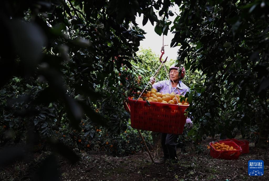 湖北秭归:脐橙“飞”上天 湖北秭归:脐橙“飞”上天