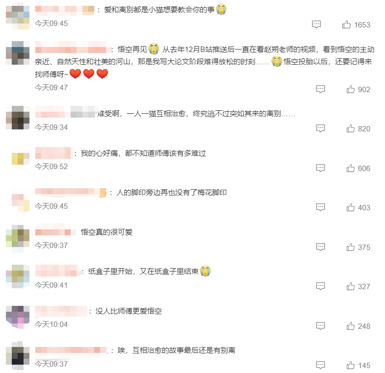 网红小猫“悟空”遭遇车祸去世，警方：小猫钻到车底，车主没注意