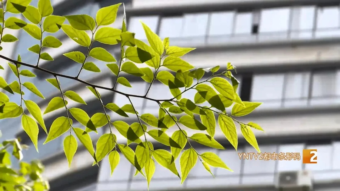 高温、阵性大风……云南气温进入“快车道”!警惕这些强对流天气 高温、阵性大风……云南气温进入“快车道”!警惕这些强对流天气