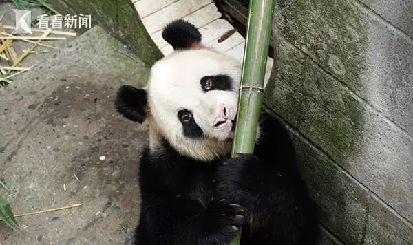 痛惜!官方证实已去世,参与过多部电影拍摄,被称"英雄父亲" 痛惜!官方证实已去世,参与过多部电影拍摄,被称"英雄父亲"