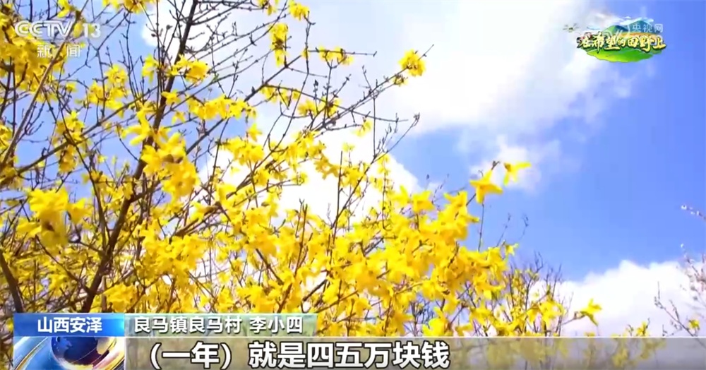 从“赏花1.0”到“产业2.0” 特色产业“以花为媒”绘就乡村振兴新画卷