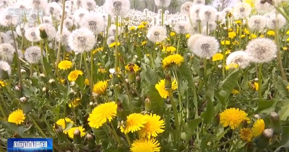 从“赏花1.0”到“产业2.0” 特色产业“以花为媒”绘就乡村振兴新画卷