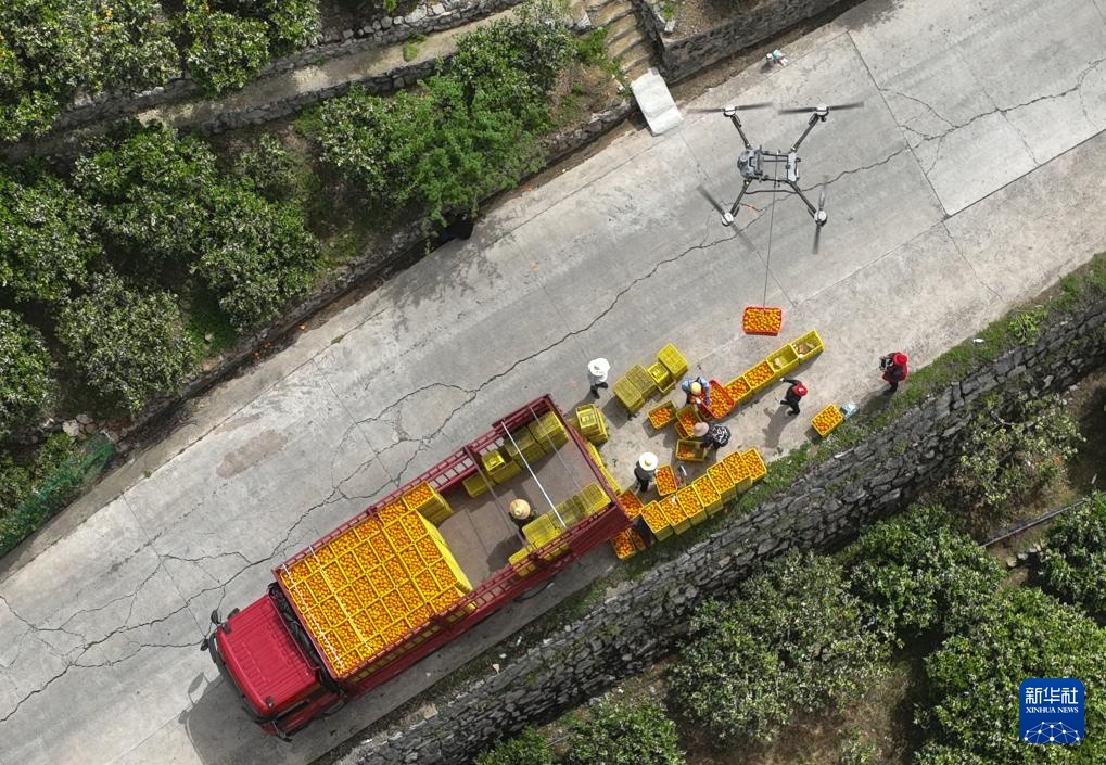 湖北秭归:脐橙“飞”上天 湖北秭归:脐橙“飞”上天