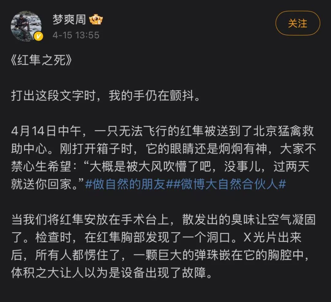 “一颗巨大弹珠嵌入胸腔”！北京一只红隼疑遭弹弓射杀，系国家二级保护野生动物