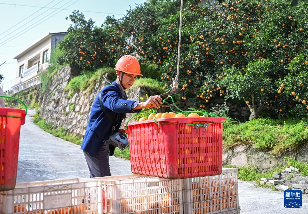 湖北秭归:脐橙“飞”上天 湖北秭归:脐橙“飞”上天