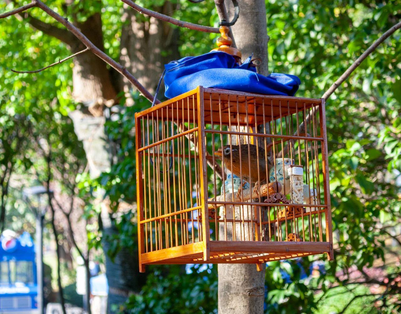 养鸟人必看:养鸟注意这件事 鸟好 人也好! 养鸟人必看:养鸟注意这件事 鸟好 人也好!