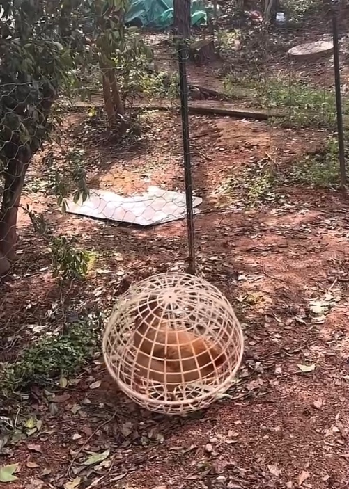 衡阳一农家乐自制“滚滚笼”养鸡，顾客抓鸡更方便，网友：这算圈养还是散养