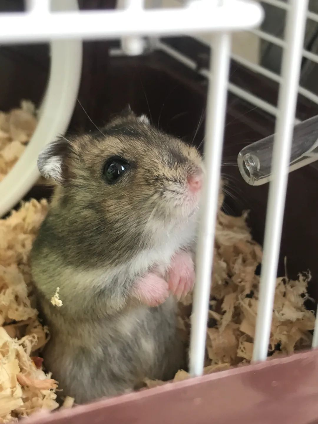 被它咬了要不要打针？杭州不少人家都在养