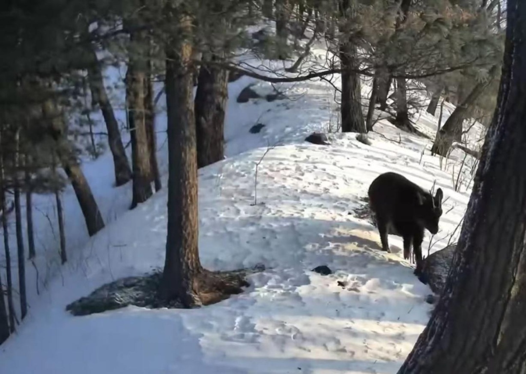 15年来首次拍到!哈尔滨林区再现珍稀濒危野生动物长尾斑羚 15年来首次拍到!哈尔滨林区再现珍稀濒危野生动物长尾斑羚