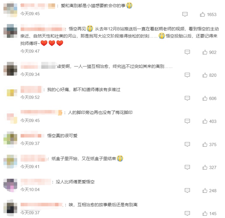 登上热搜！网红小猫“悟空”去世，警方回应