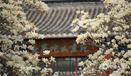 芬芳淡雅 辽宁锦州北普陀山玉兰绽放 芬芳淡雅 辽宁锦州北普陀山玉兰绽放