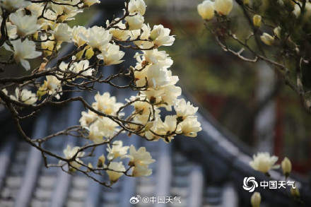 芬芳淡雅 辽宁锦州北普陀山玉兰绽放 芬芳淡雅 辽宁锦州北普陀山玉兰绽放