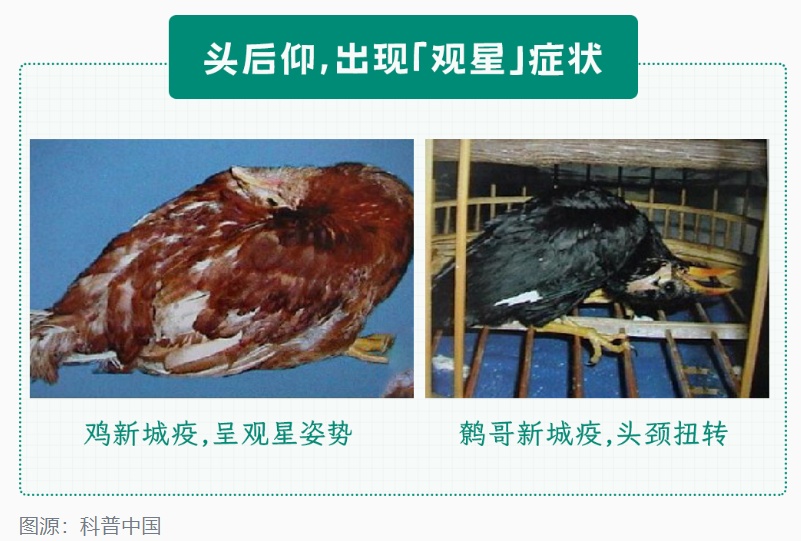 别摸别碰！路遇这些姿势诡异的动物，赶紧远离