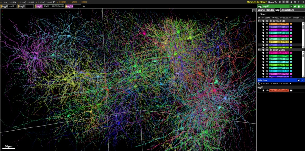 让小鼠看《黑客帝国》：科学家如何绘制迄今最详细大脑“接线图”