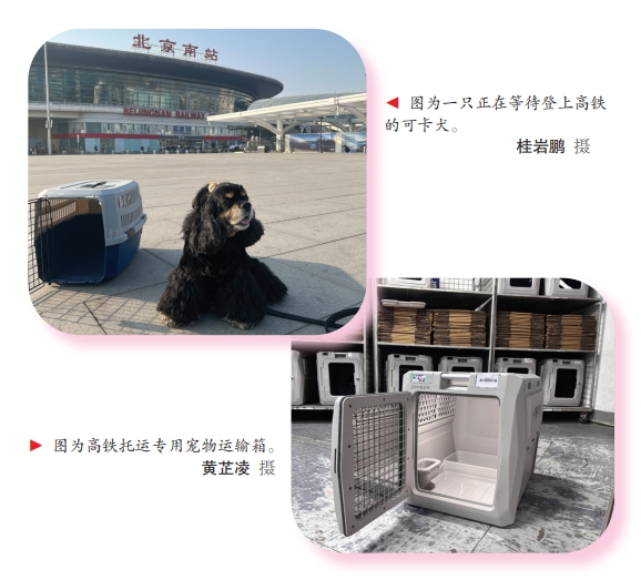 全国首趟！高铁宠物托运列车开运
