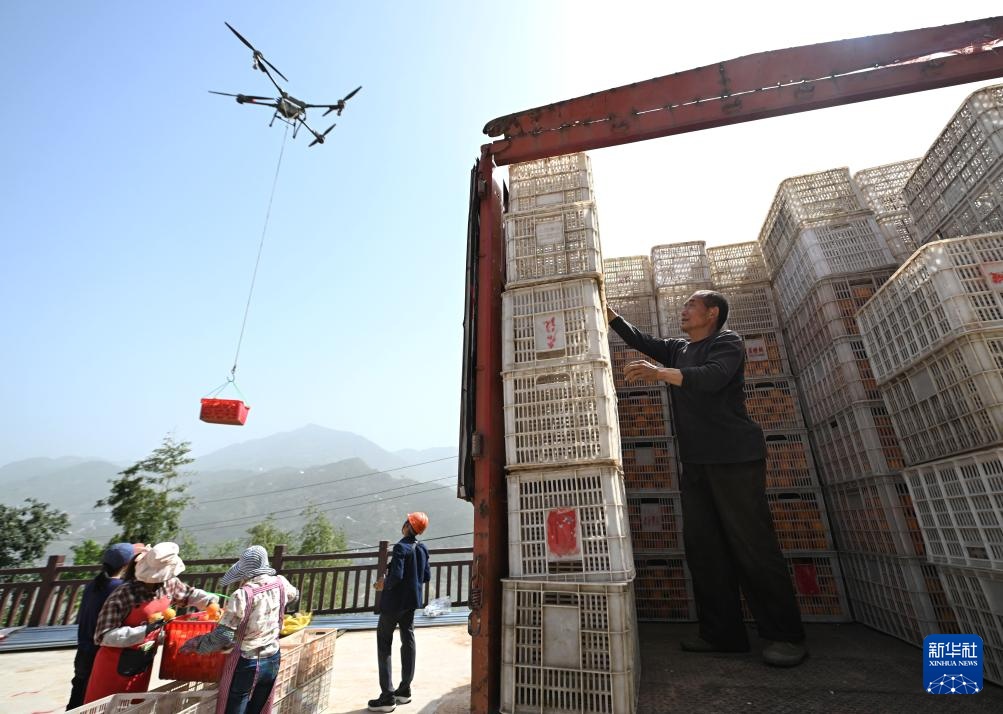 湖北秭归:脐橙“飞”上天 湖北秭归:脐橙“飞”上天