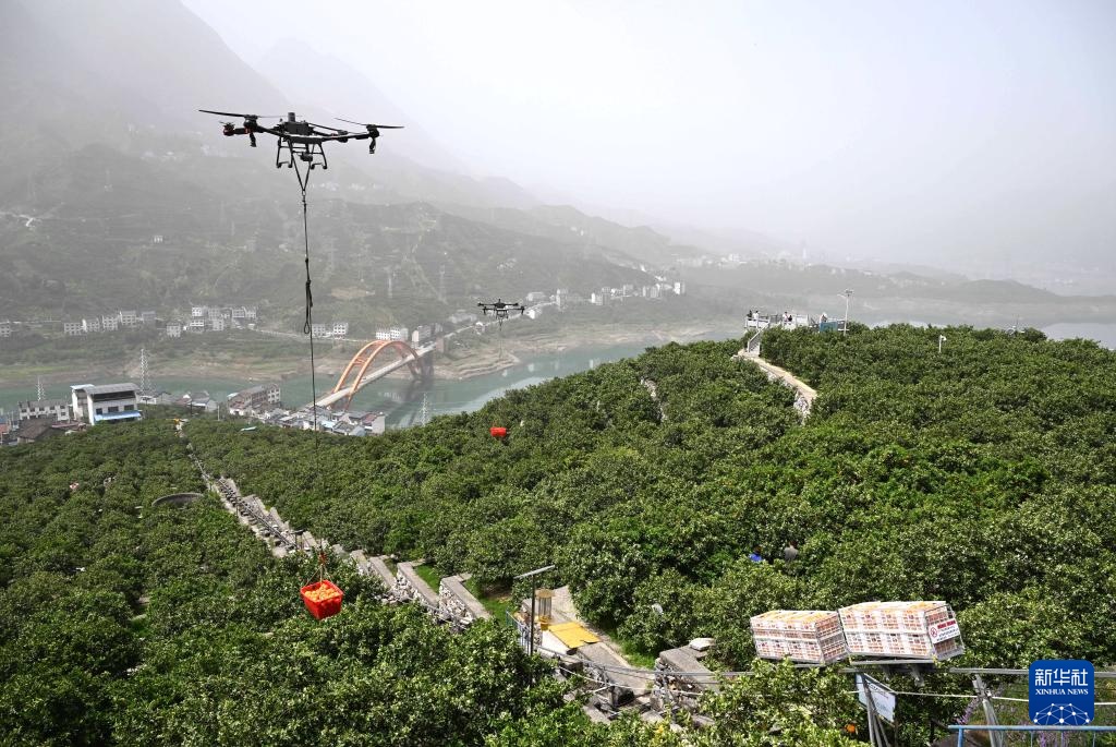 湖北秭归:脐橙“飞”上天 湖北秭归:脐橙“飞”上天