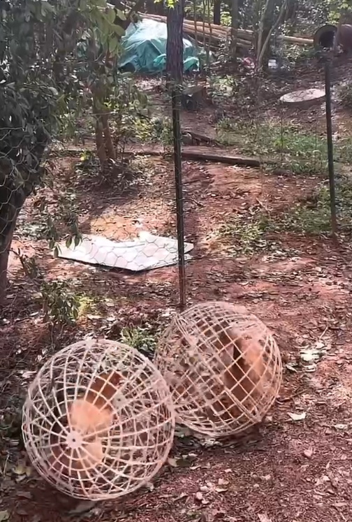 衡阳一农家乐自制“滚滚笼”养鸡，顾客抓鸡更方便，网友：这算圈养还是散养
