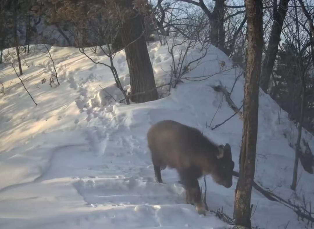 15年来首次拍到!哈尔滨林区再现珍稀濒危野生动物长尾斑羚 15年来首次拍到!哈尔滨林区再现珍稀濒危野生动物长尾斑羚