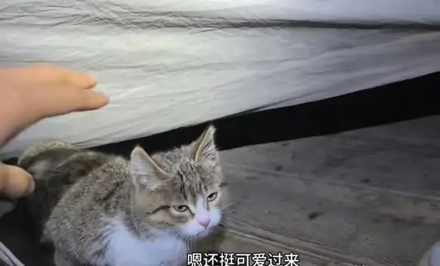 登上热搜！网红小猫“悟空”去世，警方回应