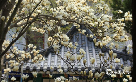 芬芳淡雅 辽宁锦州北普陀山玉兰绽放 芬芳淡雅 辽宁锦州北普陀山玉兰绽放