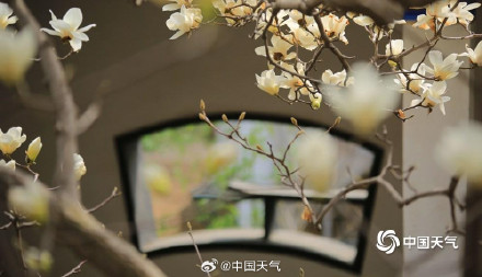 芬芳淡雅 辽宁锦州北普陀山玉兰绽放 芬芳淡雅 辽宁锦州北普陀山玉兰绽放