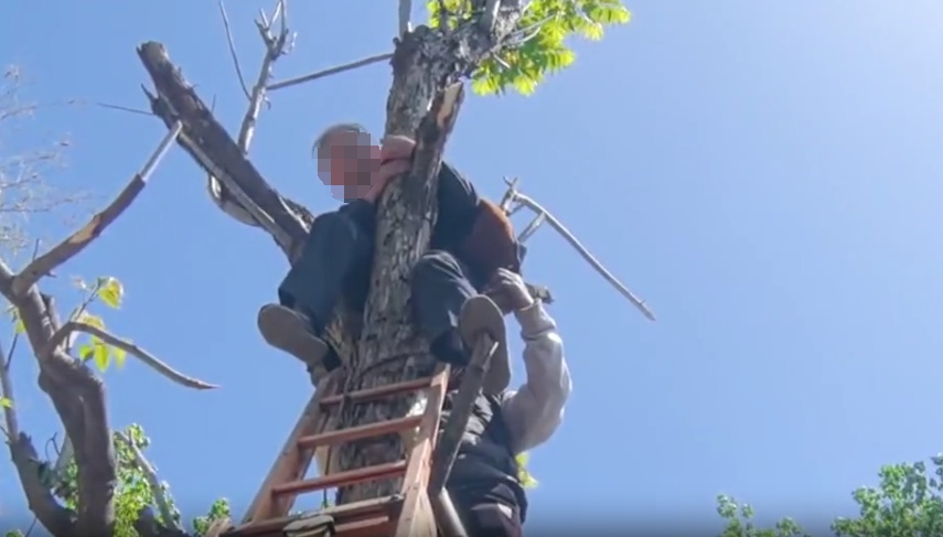 尝鲜诱惑!八旬爷爷“硬核”摘香椿,结果变这样 尝鲜诱惑!八旬爷爷“硬核”摘香椿,结果变这样