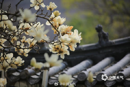 芬芳淡雅 辽宁锦州北普陀山玉兰绽放 芬芳淡雅 辽宁锦州北普陀山玉兰绽放