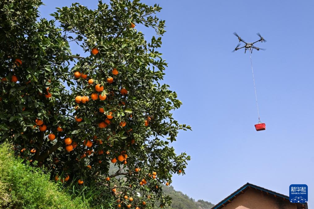 湖北秭归:脐橙“飞”上天 湖北秭归:脐橙“飞”上天