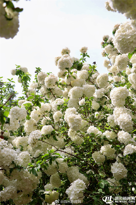 尝一口大自然的棉花糖 我国首个荚蒾属植物专类园迎观赏佳期 尝一口大自然的棉花糖 我国首个荚蒾属植物专类园迎观赏佳期