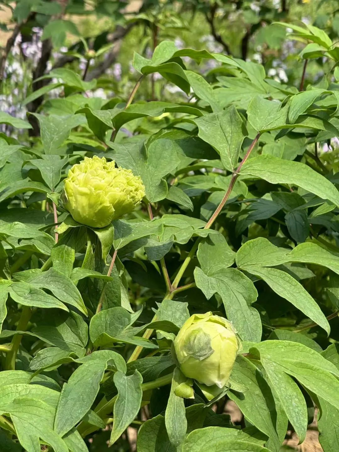 打卡《国色芳华》同款牡丹！景山2万余株牡丹盛宴来了