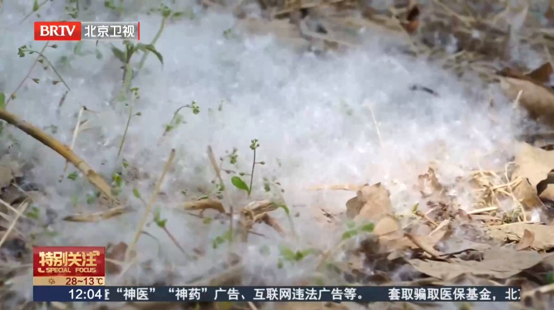 千万别碰！春天满地都是，2秒就能烧着！