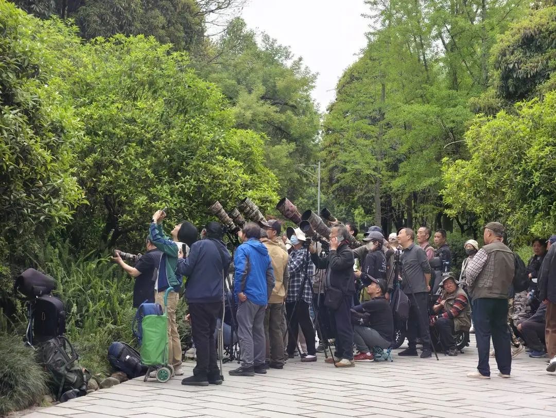 成都市区发现“大眼网红”！嘘——不要吵到它们