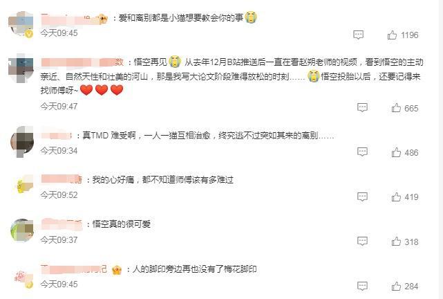网红小猫“悟空”因车祸去世，网友：爱和离别都是小猫想要教给你的