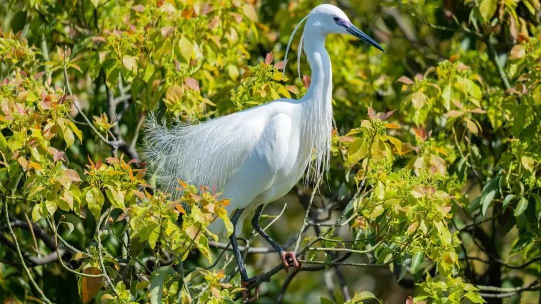 宁波“天屎之路”引热议，有人测算：55.4秒通过即可