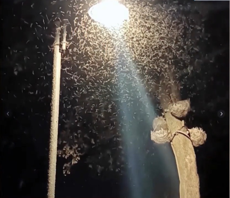 广东一地出现“蚊卷风”!市民:不敢说话,怕飞嘴里…… 广东一地出现“蚊卷风”!市民:不敢说话,怕飞嘴里……