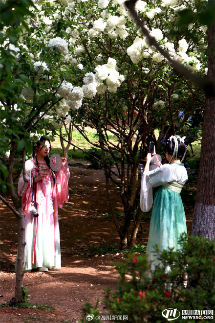 尝一口大自然的棉花糖 我国首个荚蒾属植物专类园迎观赏佳期 尝一口大自然的棉花糖 我国首个荚蒾属植物专类园迎观赏佳期
