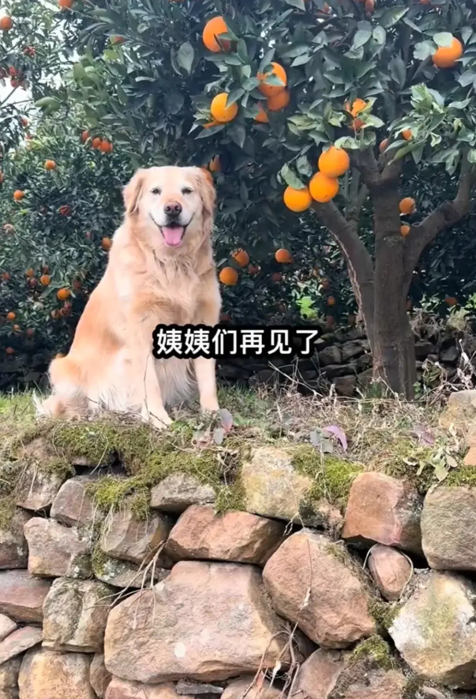 “毛毛果”已缺货!摘橙子的网红小狗“毛毛”突发心脏病离世 “毛毛果”已缺货!摘橙子的网红小狗“毛毛”突发心脏病离世