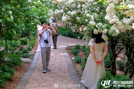 尝一口大自然的棉花糖 我国首个荚蒾属植物专类园迎观赏佳期 尝一口大自然的棉花糖 我国首个荚蒾属植物专类园迎观赏佳期