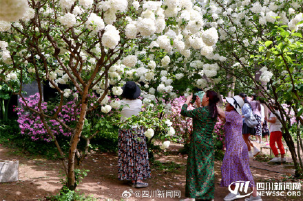 尝一口大自然的棉花糖 我国首个荚蒾属植物专类园迎观赏佳期 尝一口大自然的棉花糖 我国首个荚蒾属植物专类园迎观赏佳期