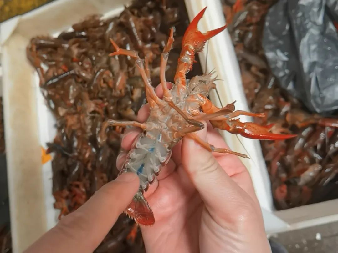 “一天一个价”，“顶流”正大量上市，提醒：这些部位不要吃