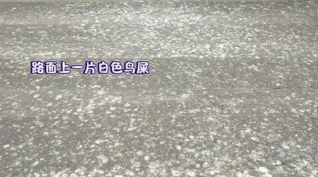 又一地惊现“天屎之路”！路人被“袭击”，有大学生为此写论文...