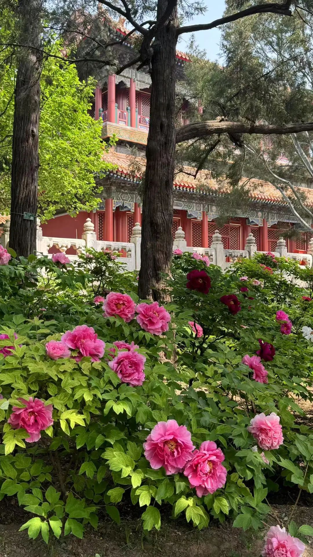 打卡《国色芳华》同款牡丹！景山2万余株牡丹盛宴来了