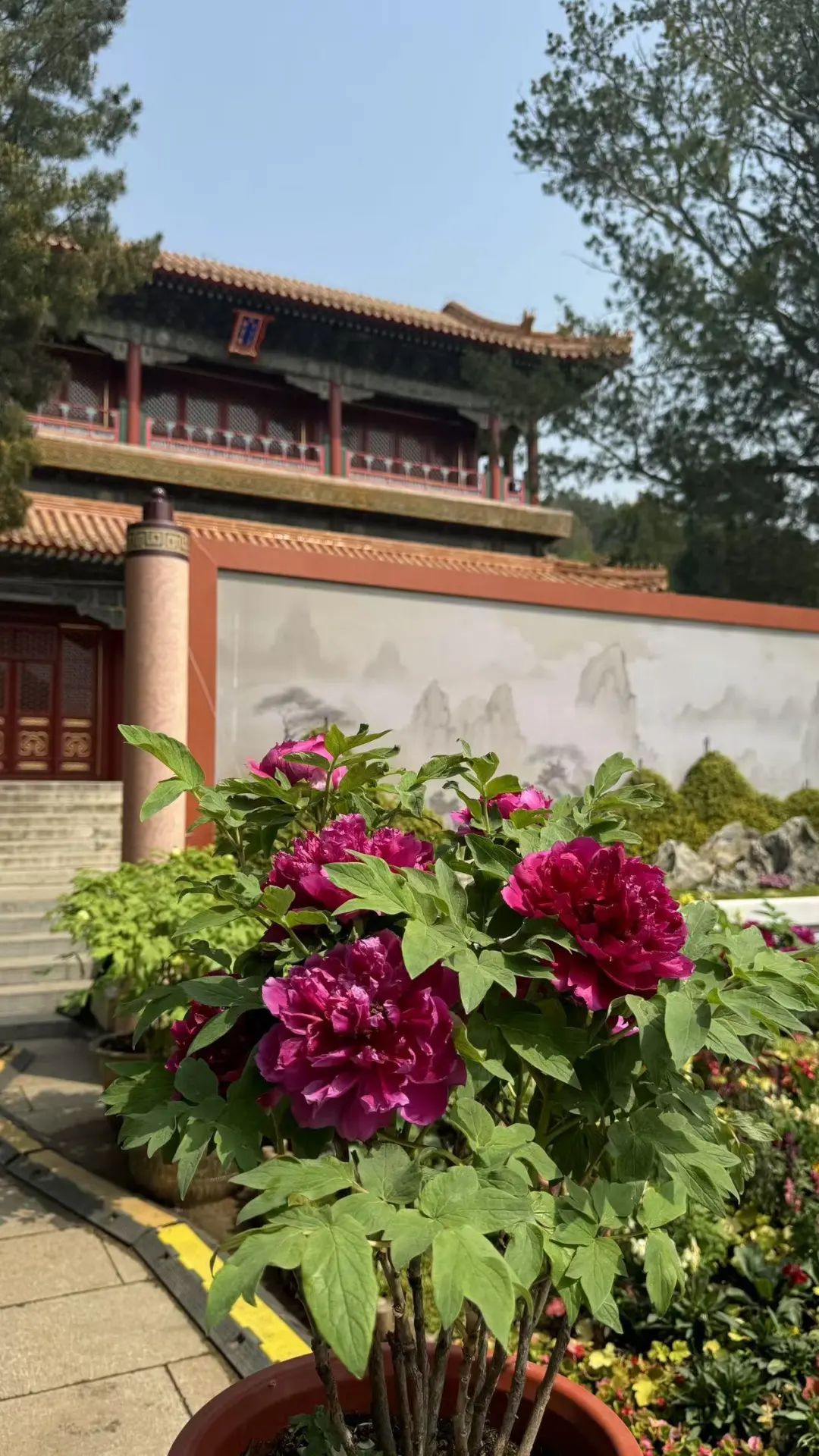 打卡《国色芳华》同款牡丹！景山2万余株牡丹盛宴来了