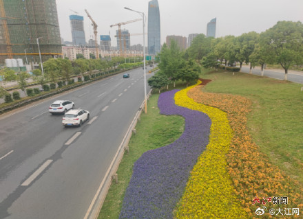 春花绽放绘美景 南昌即将迎来月季盛花期