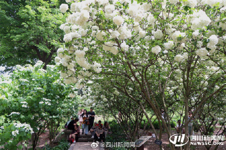 尝一口大自然的棉花糖 我国首个荚蒾属植物专类园迎观赏佳期 尝一口大自然的棉花糖 我国首个荚蒾属植物专类园迎观赏佳期